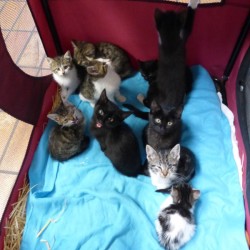 Straßengrabenkätzchen