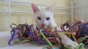 Katze mit Luftschlange