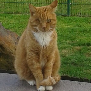 Kater Simba