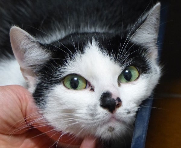 Marilyn Monroe (Mary)