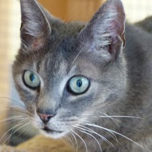 Kater Shiva im November 2015