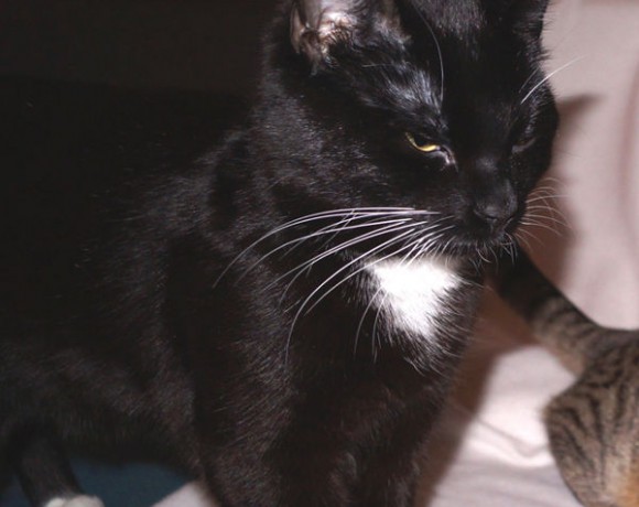 Felix und Fila