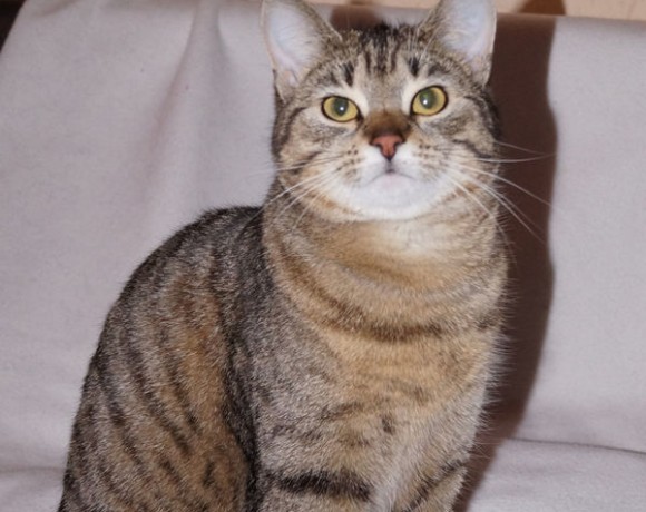 Felix und Fila