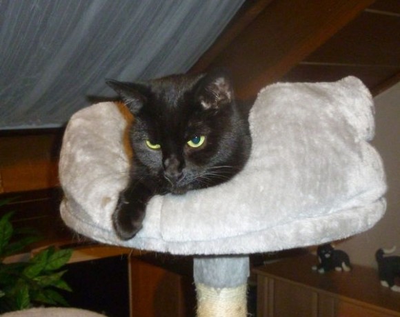 Cecile (alias Leila) Cecile (alias Leila)