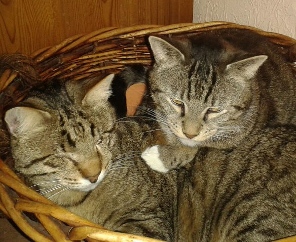 Unsere Stars bei „Tiere suchen ein Zuhause“ Unsere Stars bei „Tiere suchen ein Zuhause“