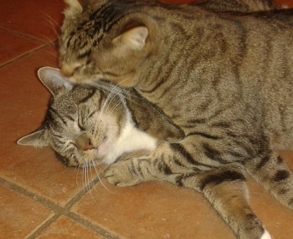 Paulchen (+) & Feivel