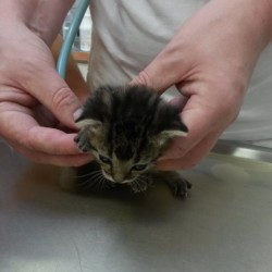 Katzenbaby beim Tierarzt