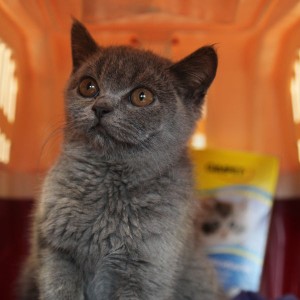 Katerchen Jan wurde im Kölner Hauptbahnhof ausgesetzt
