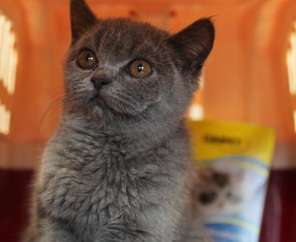 Katzenbaby Jan – Ausgesetzt im Kölner Hauptbahnhof
