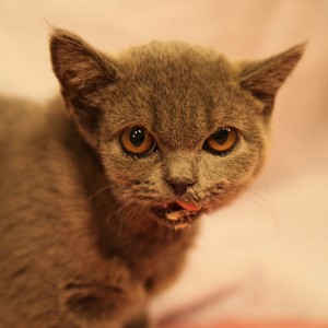Bahnhofskätzchen Jan nach der OP