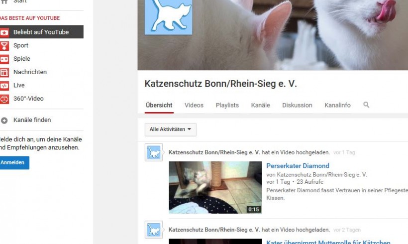 Katzenschutz bei YouTube