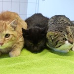 Maisfeldkätzchen Leander, Leonie und Line