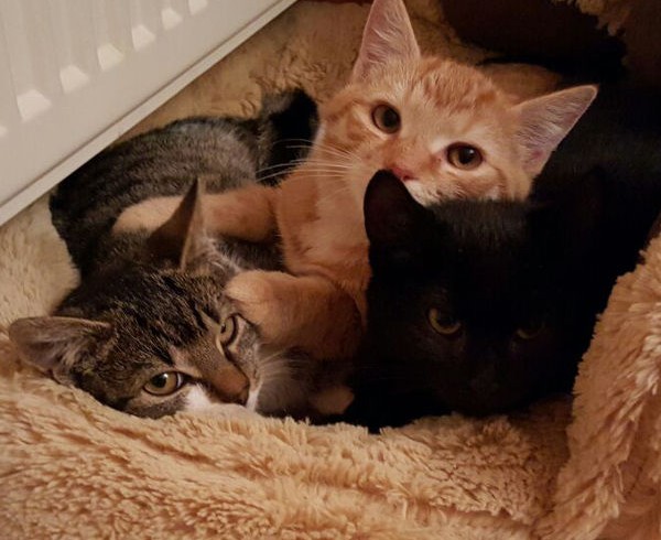 Leander, Leonie und Line