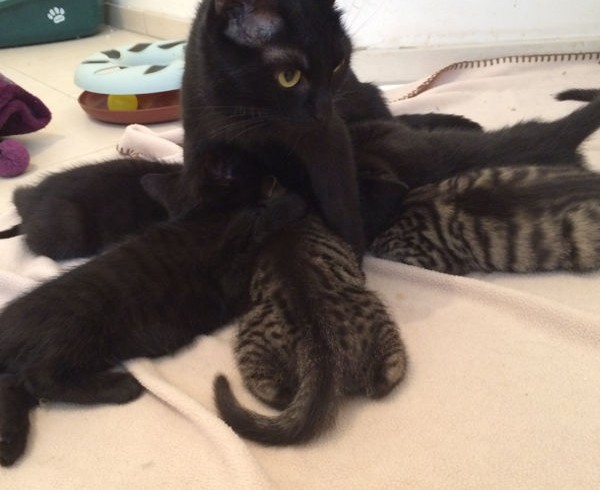 Club der Mamas! Club der Mamas!