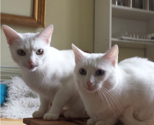 Valentins-Katzen zum Verlieben: Luna und Cumulus Valentins-Katzen zum Verlieben: Luna und Cumulus