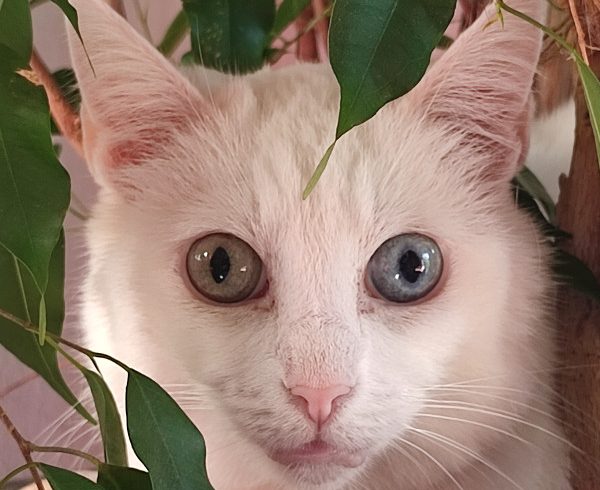 12. Türchen – Luna Schneeflöckchens Wunschzettel 12. Türchen – Luna Schneeflöckchens Wunschzettel