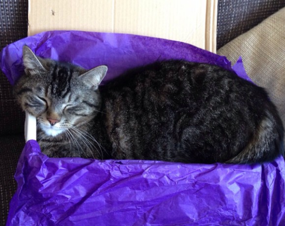 Cookie und Oreo Cookie und Oreo