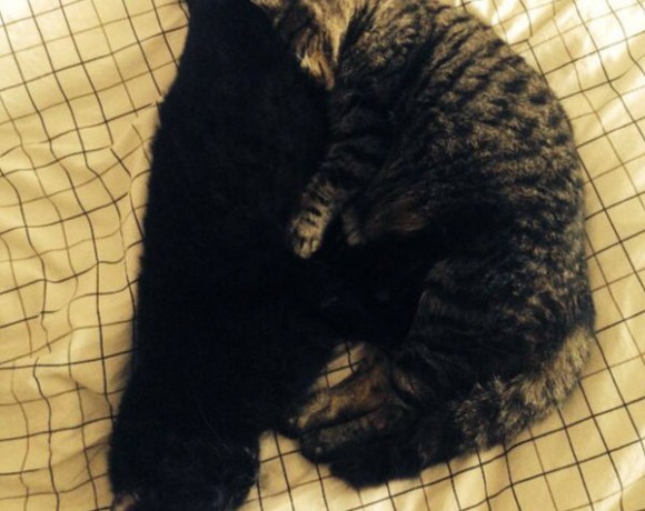 Cookie und Oreo Cookie und Oreo