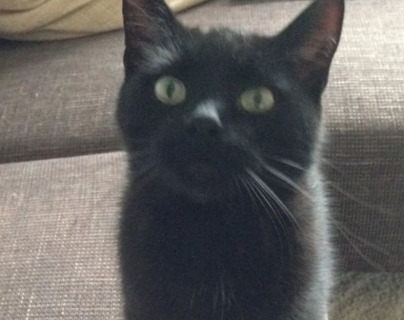 Cookie und Oreo Cookie und Oreo