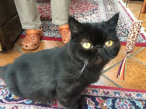 Martha, jetzt Püppi