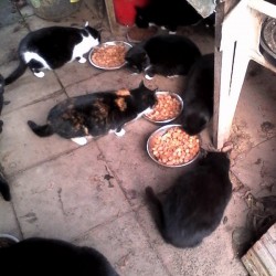 Straßenkatzen an Futterstelle