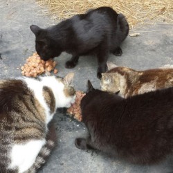 Fütterung der Stallkatzen