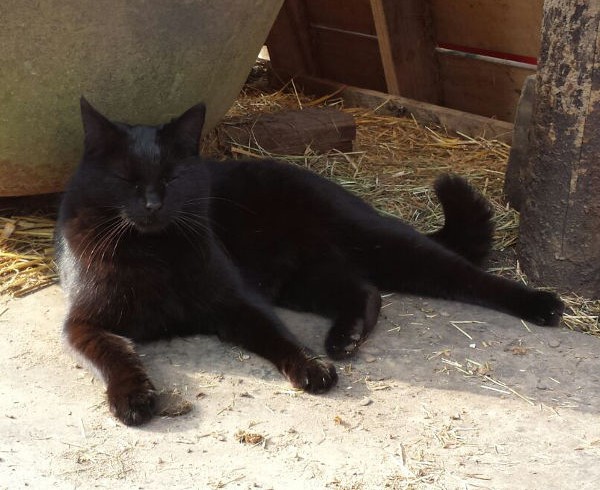 Gedanken zum Vatertag – Unkastriert kein Ausflug ins Grüne