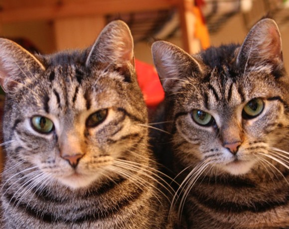 Fine und Findus Fine und Findus