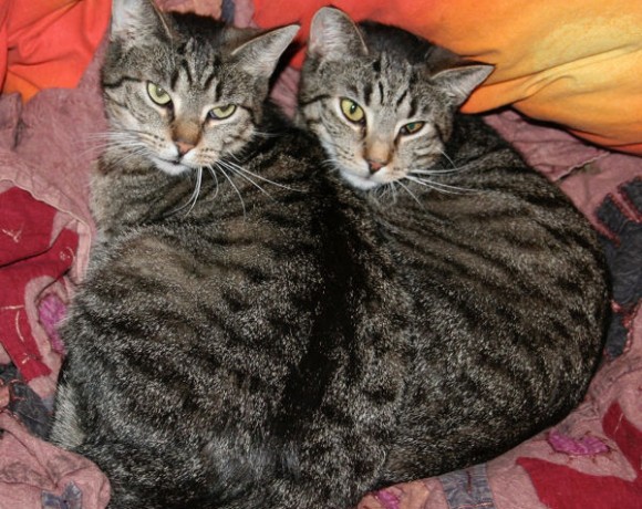 Fine und Findus Fine und Findus