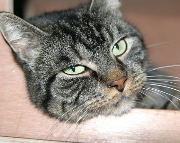 Cookie und Oreo Cookie und Oreo