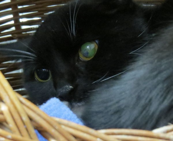 Parkbankkatze Kira Parkbankkatze Kira