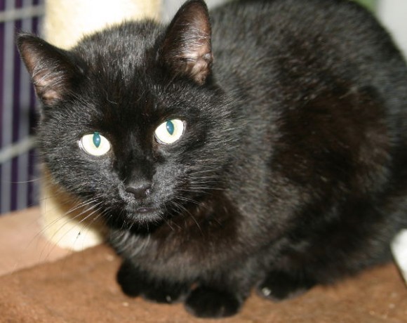 Cookie und Oreo Cookie und Oreo