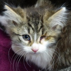 Krankes Mühleip-Kätzchen