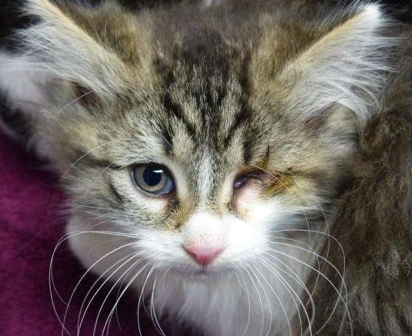 Katzenelend im Rhein-Sieg-Kreis beenden? Kastrationspflicht wird heute im Umweltausschuss diskutiert Katzenelend im Rhein-Sieg-Kreis beenden? Kastrationspflicht wird heute im Umweltausschuss diskutiert