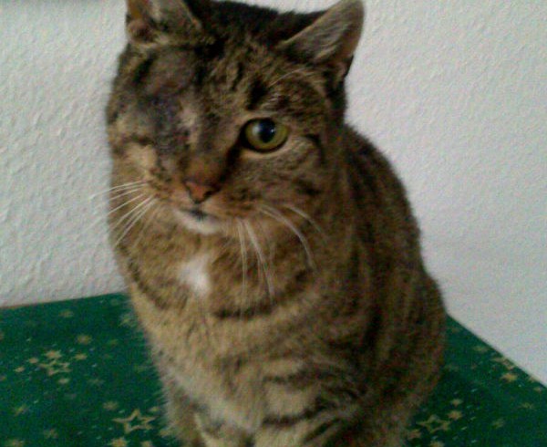 TV-Tipp für Sonntag: Zu Gast bei „Tiere suchen ein Zuhause“ TV-Tipp für Sonntag: Zu Gast bei „Tiere suchen ein Zuhause“