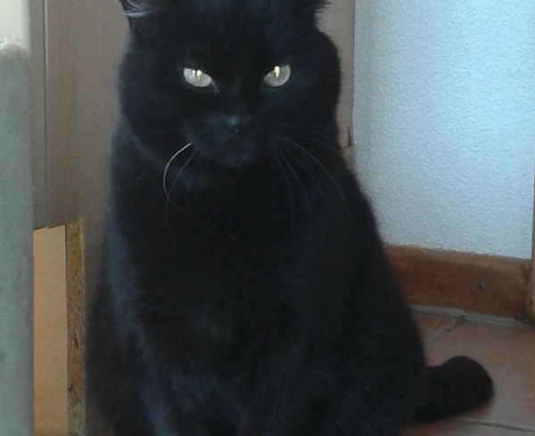 Valentins-Katzen zum Verlieben: Mowglie Valentins-Katzen zum Verlieben: Mowglie