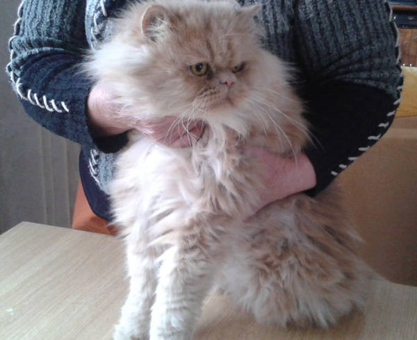 Tommy braucht Hilfe! Tommy braucht Hilfe!