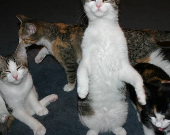 Bolle, Karlchen, Winnie und Leika