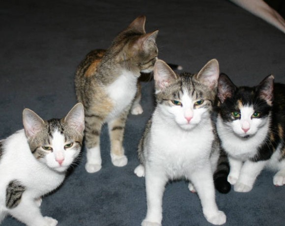 Bolle, Karlchen, Winnie und Leika