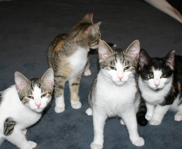 Bolle, Karlchen, Winnie und Leika