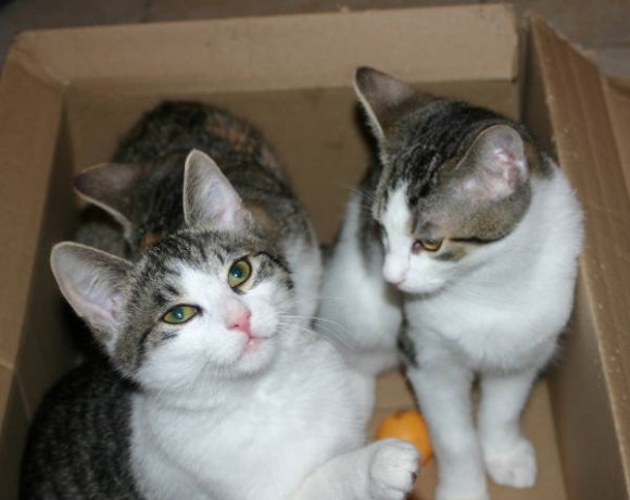 Bolle, Karlchen, Winnie und Leika