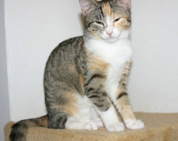 Bolle, Karlchen, Winnie und Leika