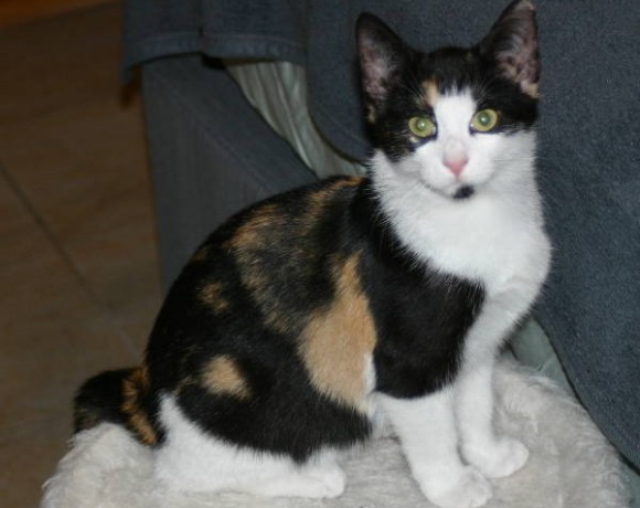 Bolle, Karlchen, Winnie und Leika