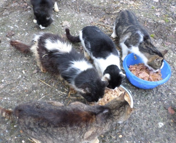 Zeigen Sie am 25.1.2017 Präsenz! Umweltausschuss des Rhein-Sieg-Kreises berät über Kastrationspflicht Zeigen Sie am 25.1.2017 Präsenz! Umweltausschuss des Rhein-Sieg-Kreises berät über Kastrationspflicht