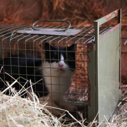 Bauernhofskatze in der Falle