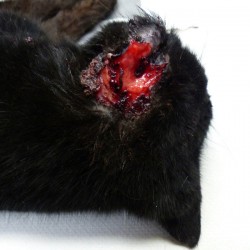 Verwundete Bauernhofskatze