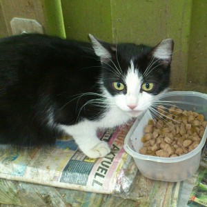 Die Katzenmama vermisst ihre beiden Babys