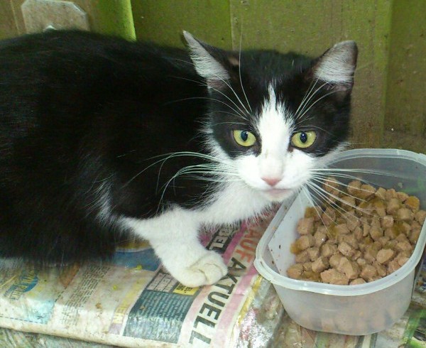 „Catnapping“ in Tannenbusch-Mitte – Wo sind meine Babys?