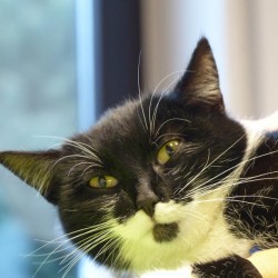 Verunfallte Katze Prinzessin