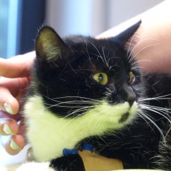 Verunfallte Katze Prinzessin